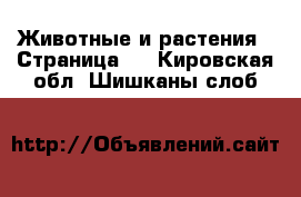  Животные и растения - Страница 3 . Кировская обл.,Шишканы слоб.